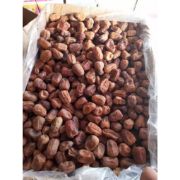 dates Plant من هب له.كوم